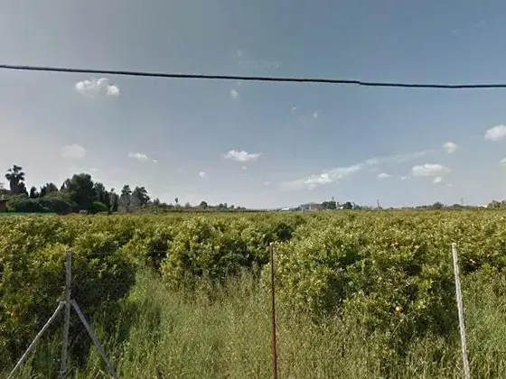 Los naranjos del Campos de Albal