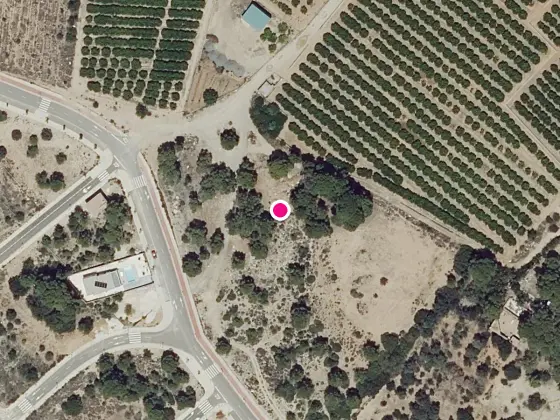 Pinar discreto junto a un huerto de naranjos, Bétera